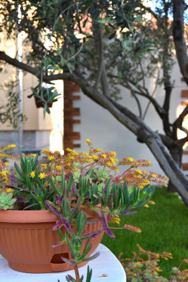 Greenvine Apartment Zadar Exterior foto
